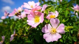Rosa woodsii blossom