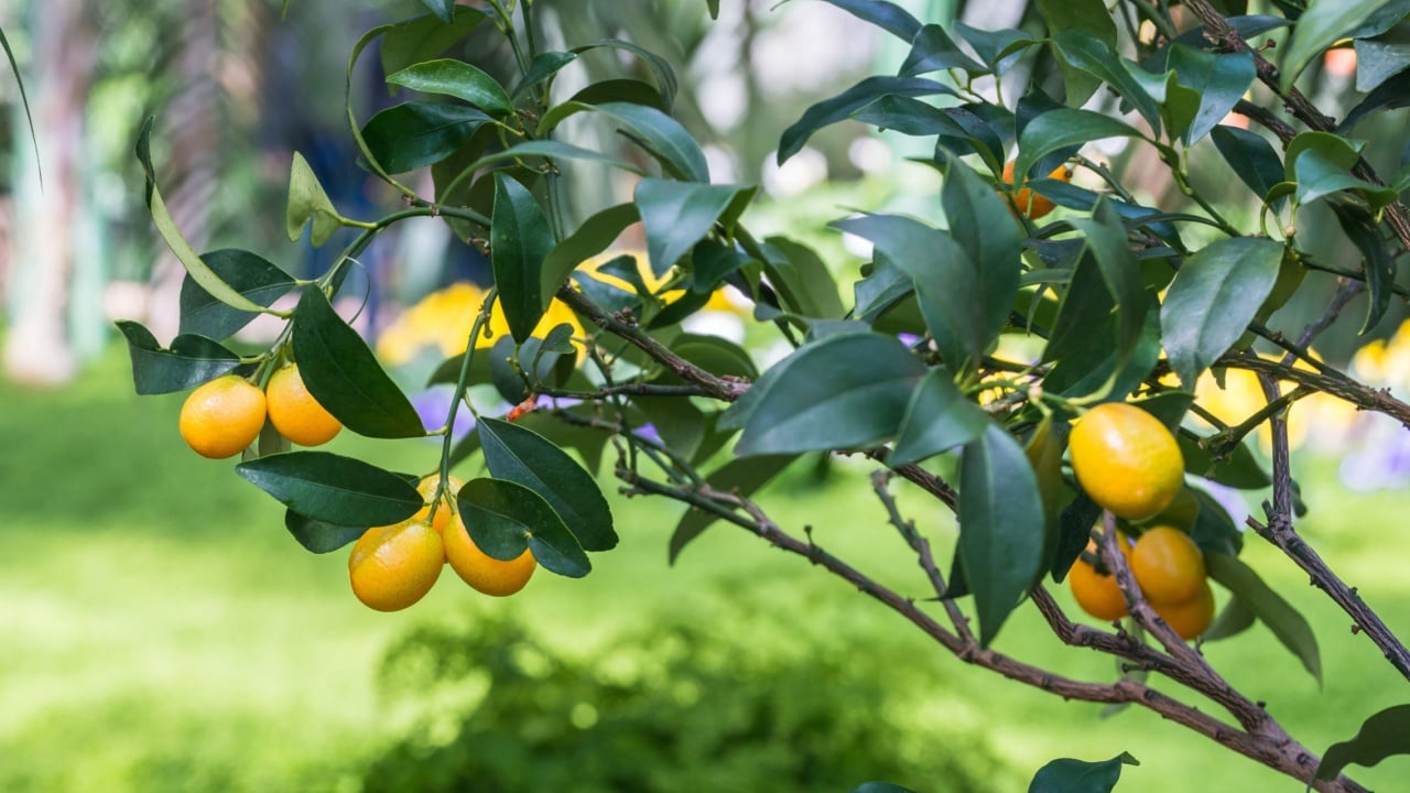 Ripe lemons on a lemon tree