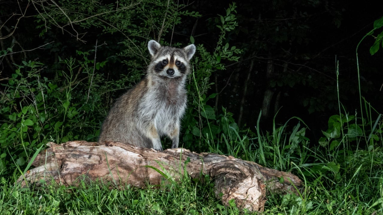 Raccoon at Night