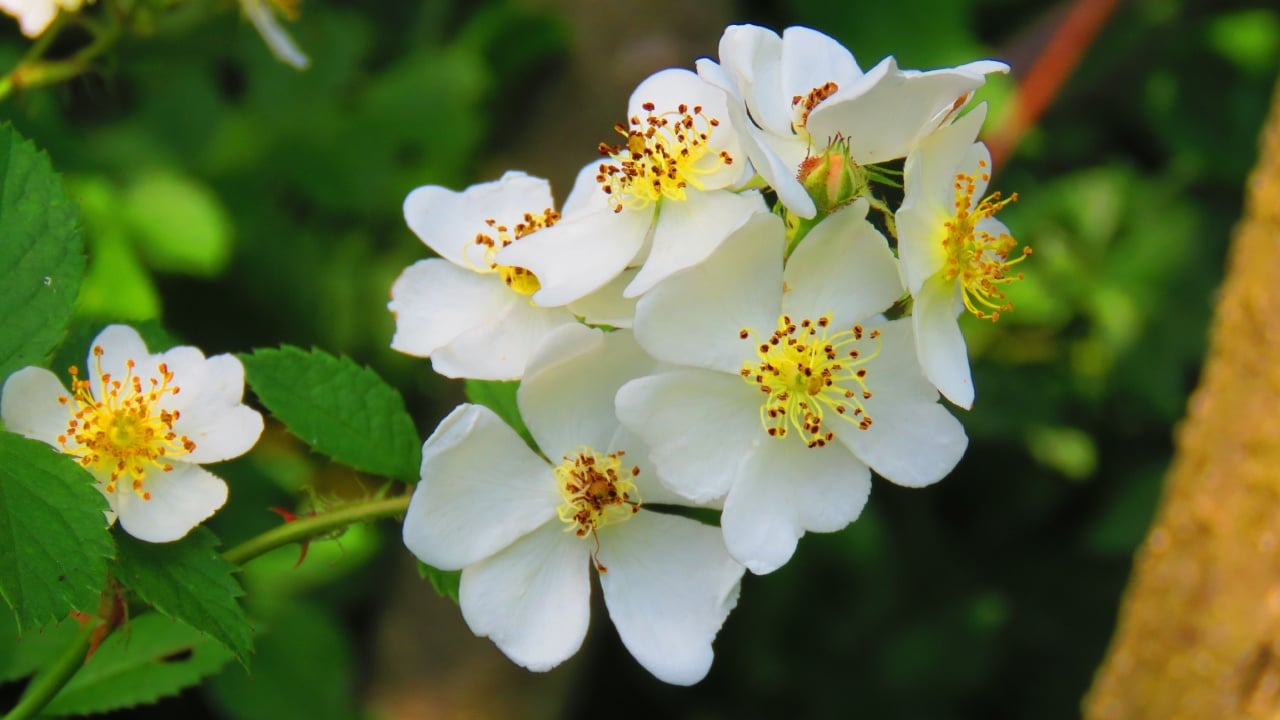 flowers of many flowered rose, Rosa multiflora,