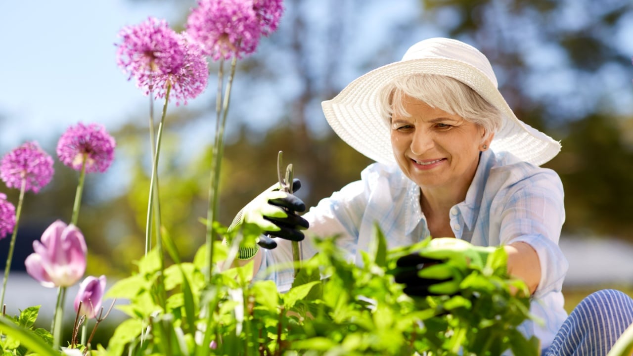 gardening and people concept - happy senior woman with pruner taking care of allium flowers at summer garden