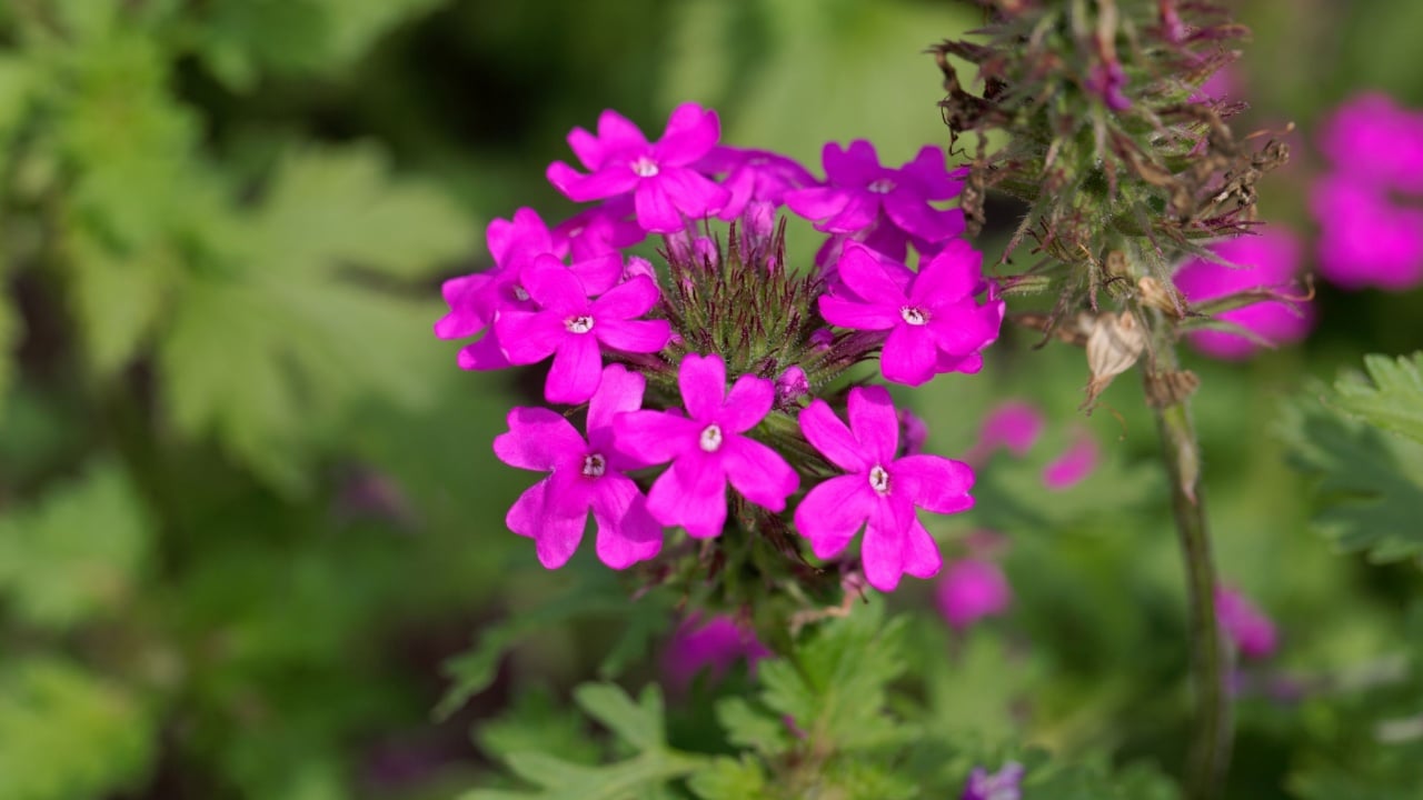 Flowers of a rose mock vervain (Glandularia canadensis)