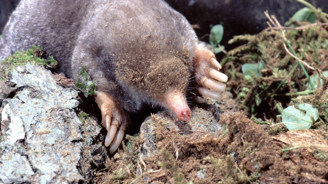 Eastern Mole (Scalopus Aquaticus)