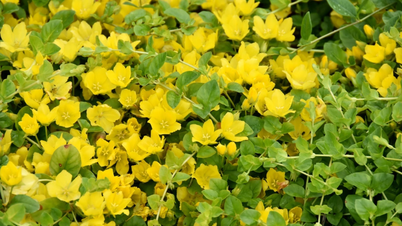 Golden creeping Jenny Lysimachia nummularia flowering yellow flowers