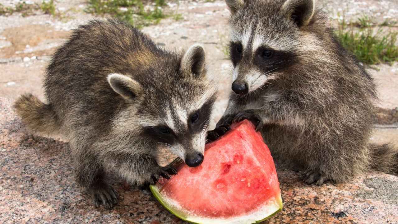 Two adorable baby raccoons eating a huge chunk of red, ripe watermelon. Side view of both animals outside in full sun with the fruit in foreground.