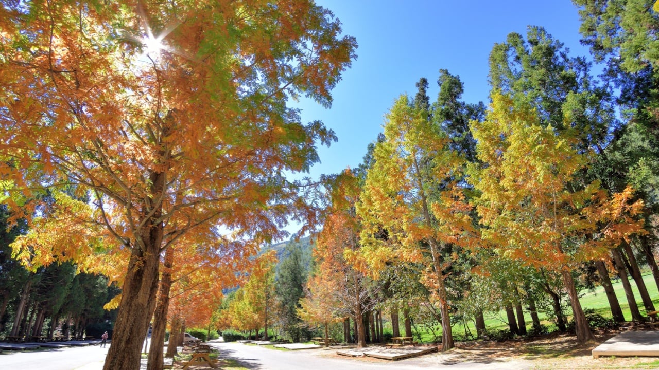 Colorful winter Bald Cypress tree (Wuling Farm in Taichung,Taiwan)