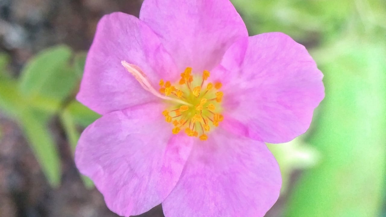 Rosa arkansana flowers are beautiful pink