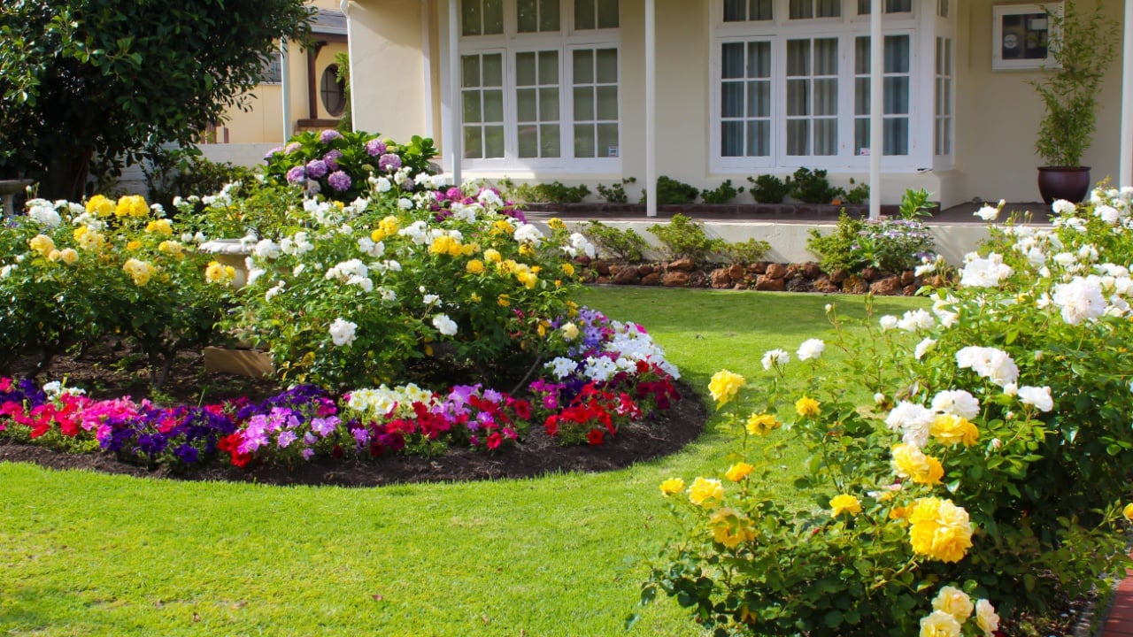 Colorful rose flower bed with mixed bulbs and petunia flowers blooming adds color to the garden in late spring and early summer.