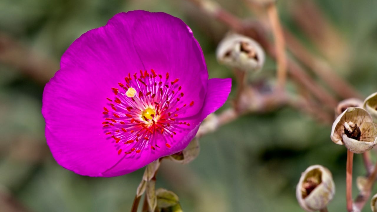 Winecup Mallow aka Purple Poppy Mallow.