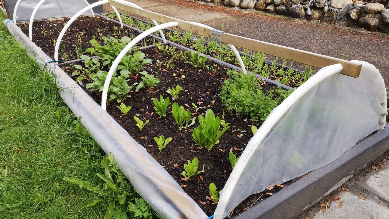 Raised vegetable garden beds in spring