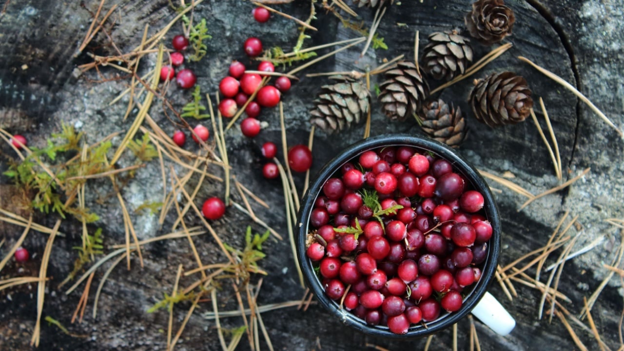 Ripe cranberries in a mug on a stump in the woods. Cranberries and cones on a wooden background. Background of sweet red berries. Christmas traditions and drinks