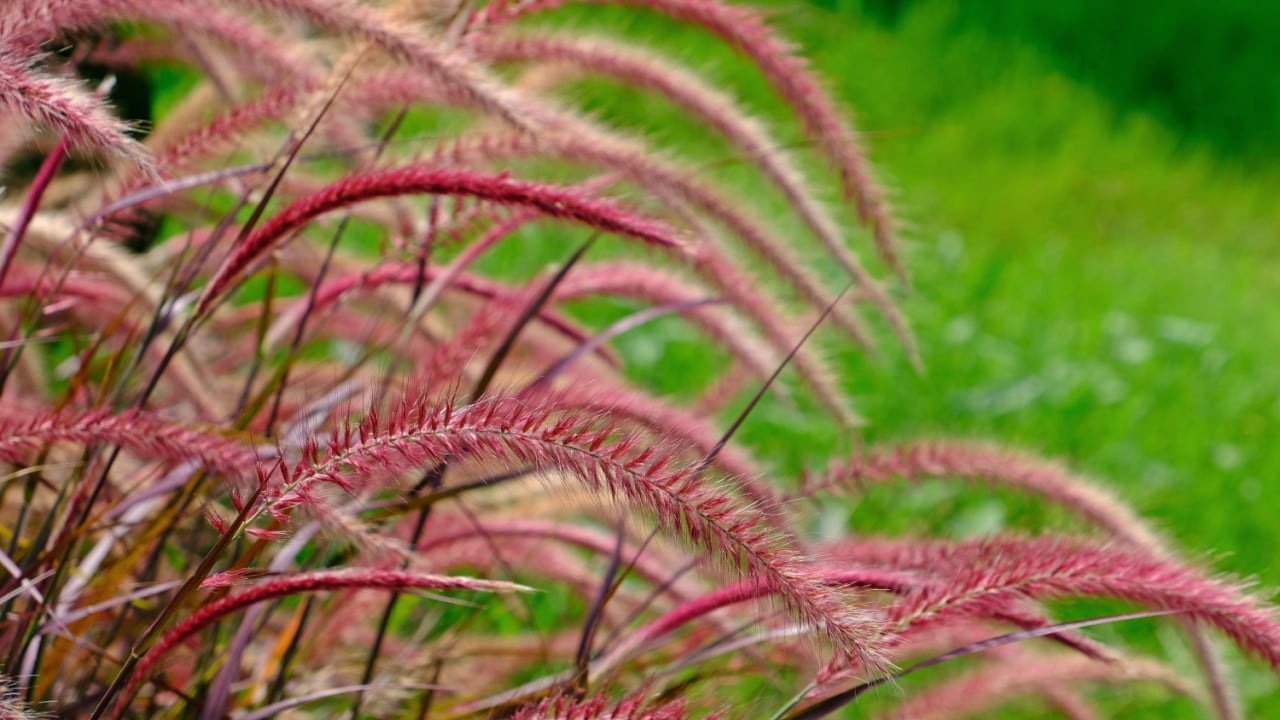Plenty of purple Fountain Grass with green grasses as background.