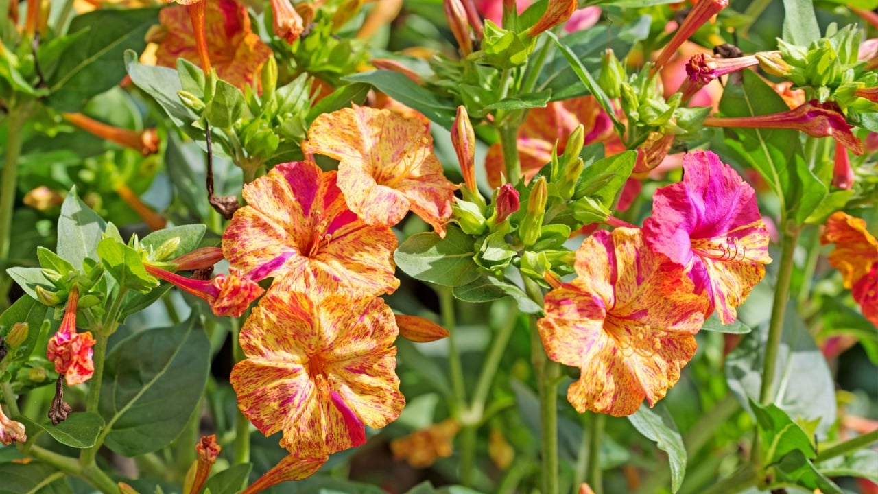 Blooming miracle flower, mirabilis jalapa