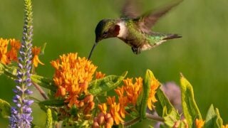 The Ruby-throated hummingbird (Archilochus colubris) drinks nectar from a flowering Butterfly Weed (Asceptlias tuberosa)