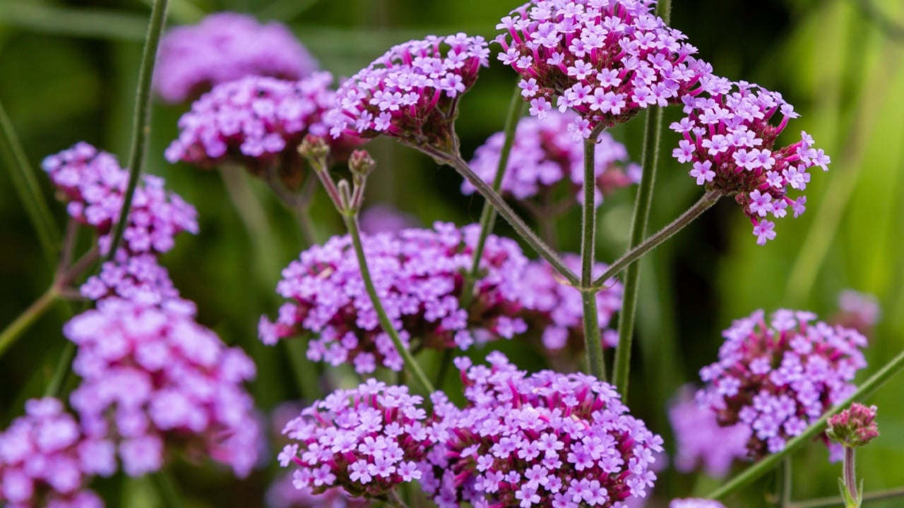  Verbena bonariensis flowers (Argentinian Vervain or Purpletop Vervain, Clustertop Vervain, Tall Verbena, Pretty Verbena) in garden