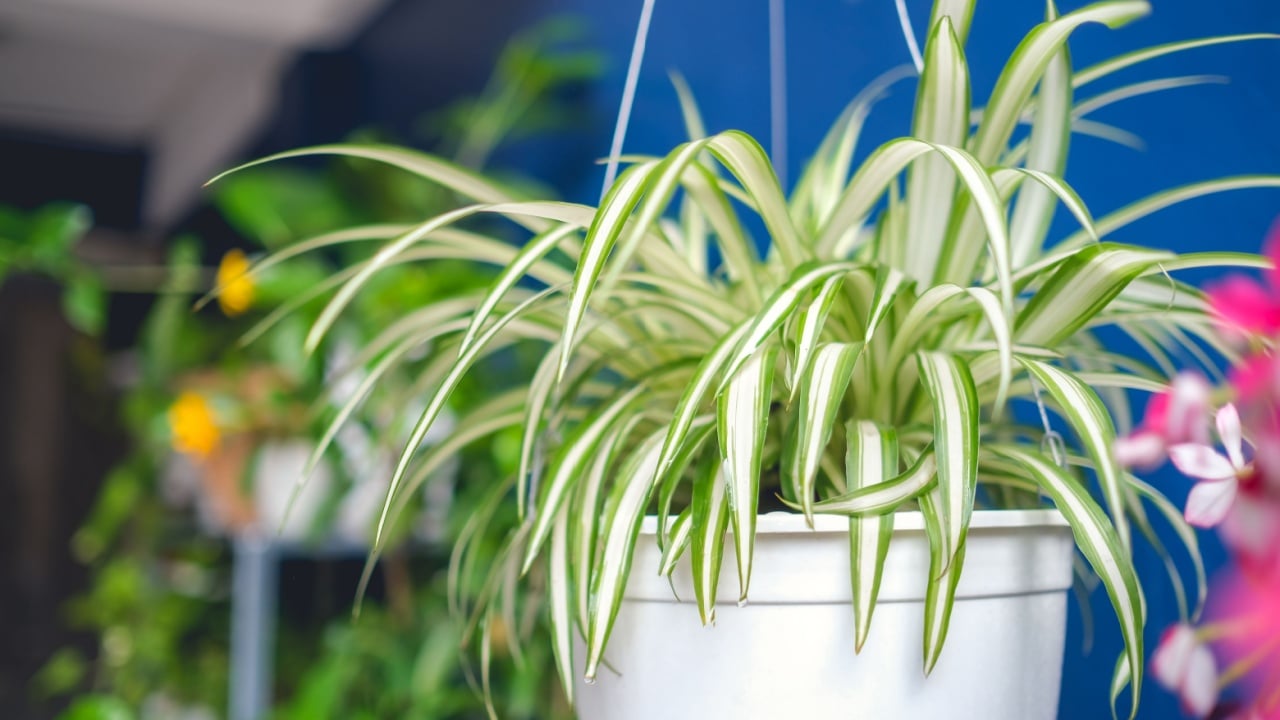 Chlorophytum comosum, Spider plant in white hanging pot / basket, Air purifying plants for home, Indoor houseplant, Hanging plant, Vertical wall garden, Houseplants With Health Benefits concept