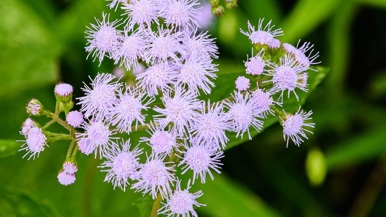 Blue Mistflower plant in bloom