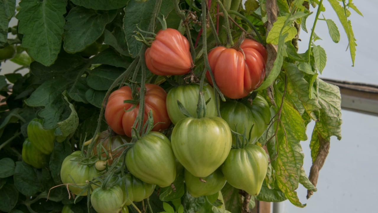 Bunch of Red and Green Home Grown Organic Beefsteak or Cuore di Bue Tomatoes (Solanum lycopersicum) Growing in a Polytunnel on a Vegetable Garden in Rural Devon, England, UK