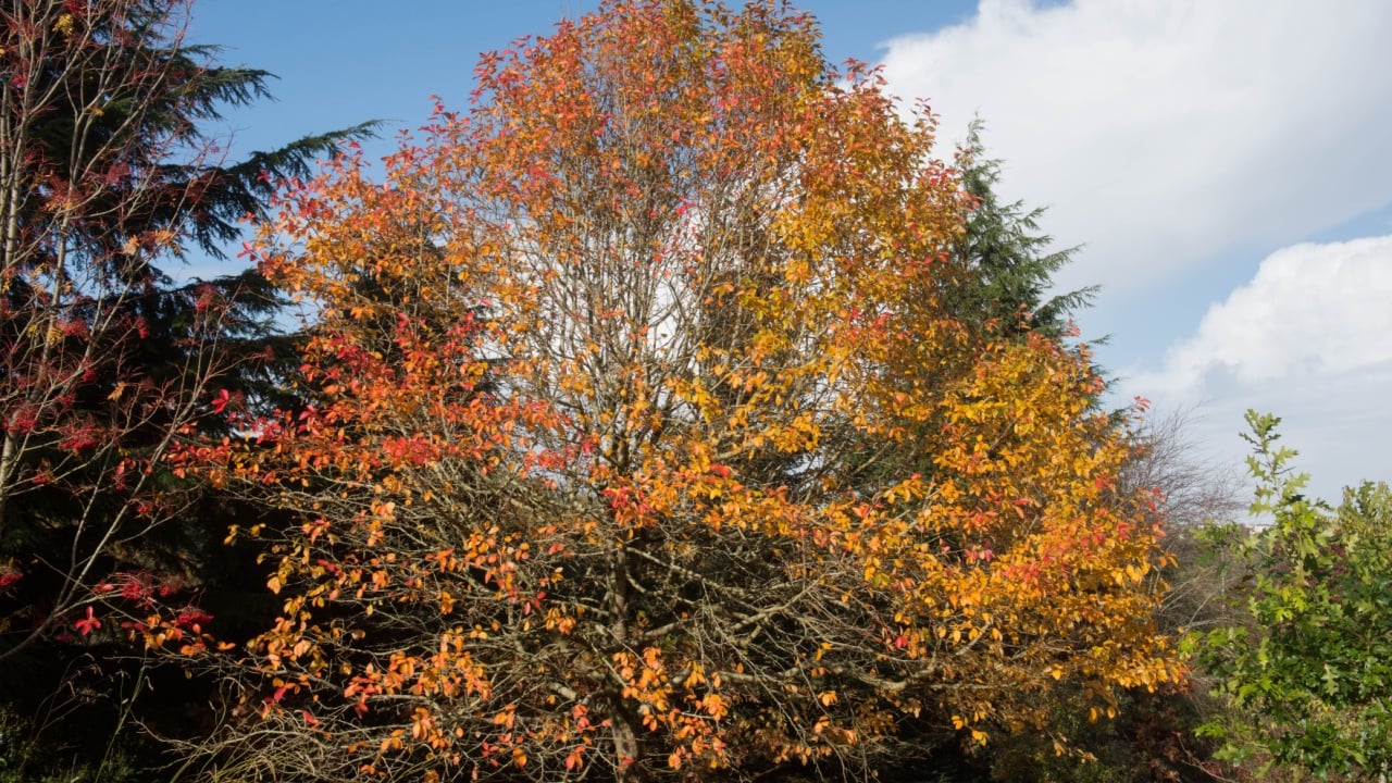 Bright Orange Autumn Leaves of a Tupelo or Black Gum Tree (Nyssa sylvatica) in a Woodland Garden