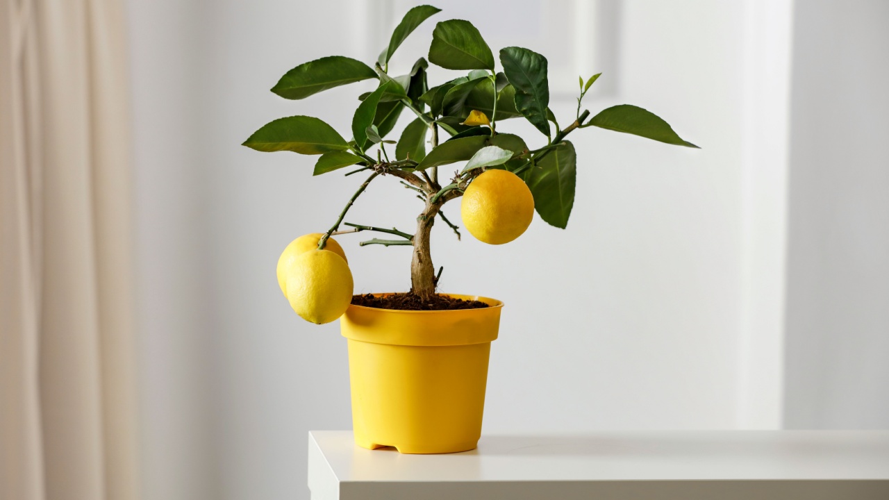 Lemon tree in yellow flowerpot in bright white colors with picture frame with blurred white wall background. Nice delicate decorations on small white table.