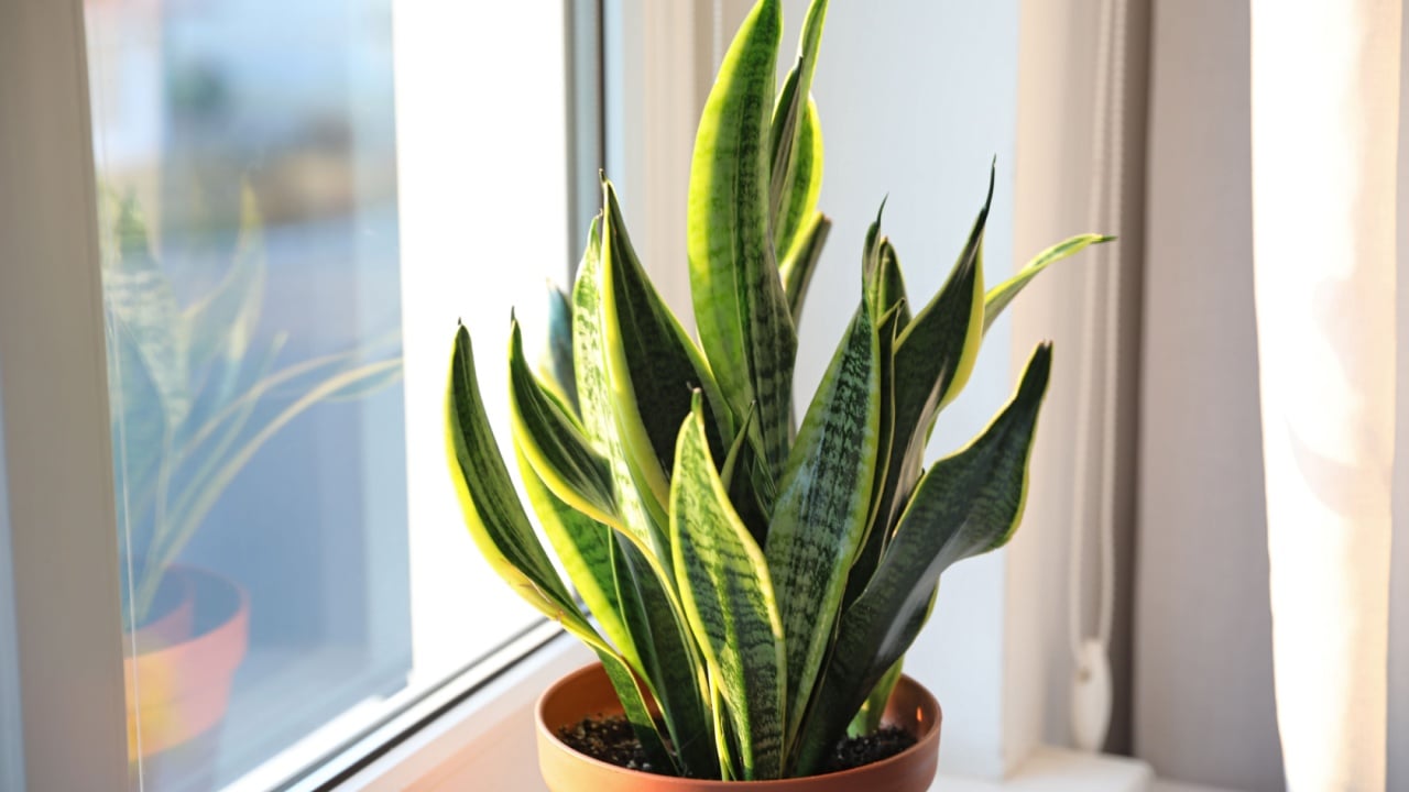 Potted Sansevieria plant near window at home
