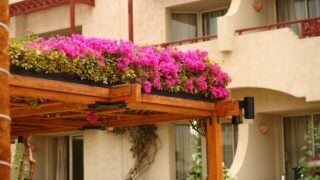 Pink flowers decorating wooden pergola roof