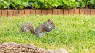 The little grey squirrel here is eating the birds sunflower seeds in a yard of clover.