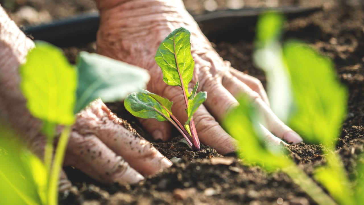 Farmer&acute;s hands planting kohlrabi seedling in vegetable garden. Gardening at spring. Homegrown produce in organic farm