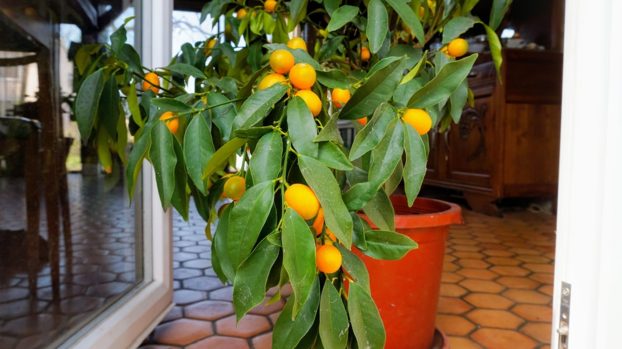 A fruiting lemon tree planted in a pot inside a house, installed at a window on a tiled floor, featuring big ripe orange fruits and green leaves