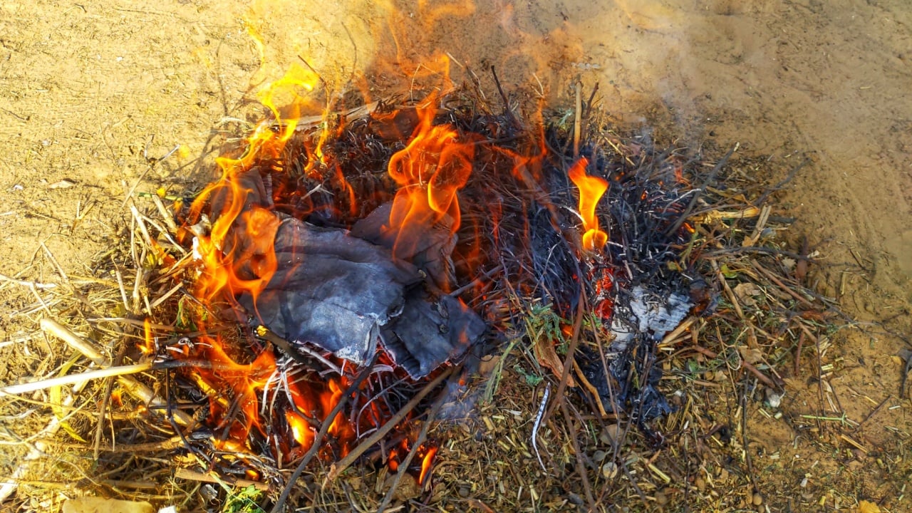 Farmer burns weed in his field, some wild plants growing where it is not wanted and in competition with cultivated plants