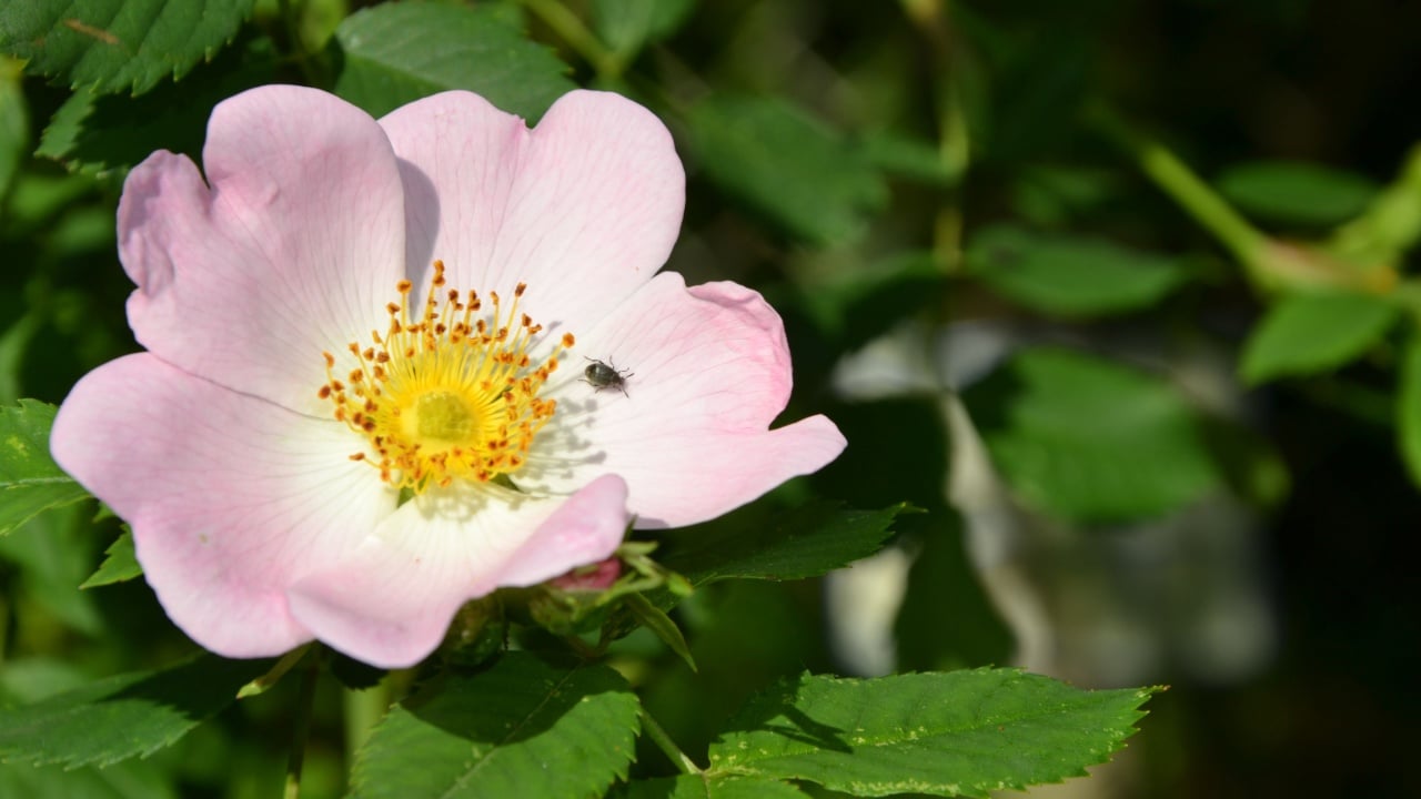 Wild rose blossom. Dog rose, Rosa canina light pink flowers in bloom on branches, beautiful wild flowering shrub. Rosa woodsii, a species of wild rose known as Woods or interior rose