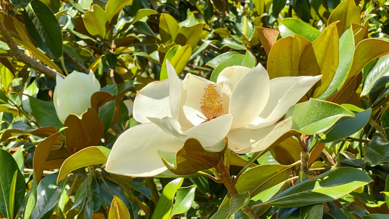 Southern magnolia grandiflora flower, close up. Evergreen Bull Bay magnolia, laurel Loblolly magnolia bloom in tree. Big magnolia flower in summer garden. Grandiflora Galissoniere 