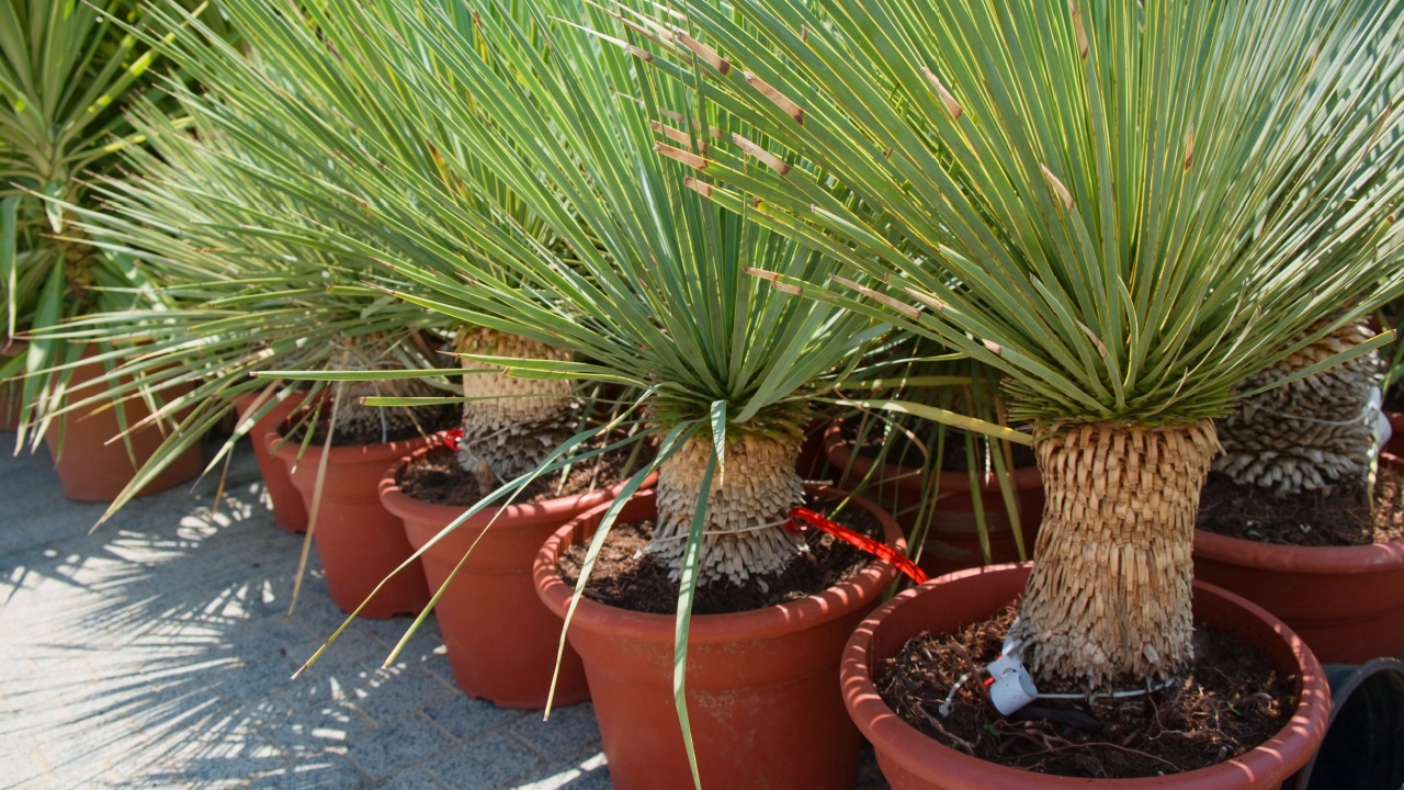 Dracaena Draco or Dragon tree in temporary plastic pots in street flower garden shop. Ornamental tree with medicinal properties to grow as isolated tree, in rockeries or pots for terraces and yards.