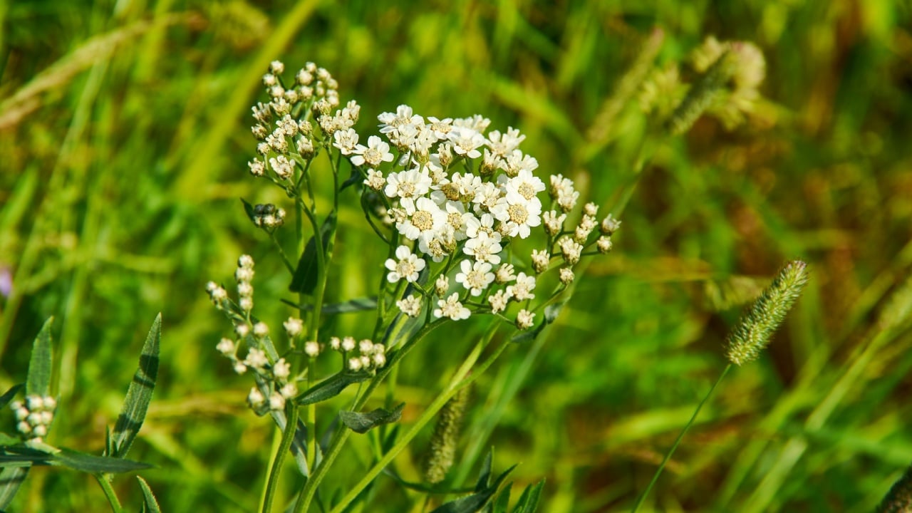 Capsella bursa-pastoris, shepherd's purse because of its triangular flat fruits, which are purse-like, is a small annual and ruderal flowering plant