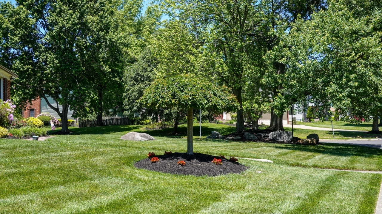 Small tree in bed of flowers and mulch on a beautiful grass lawn in front of a house