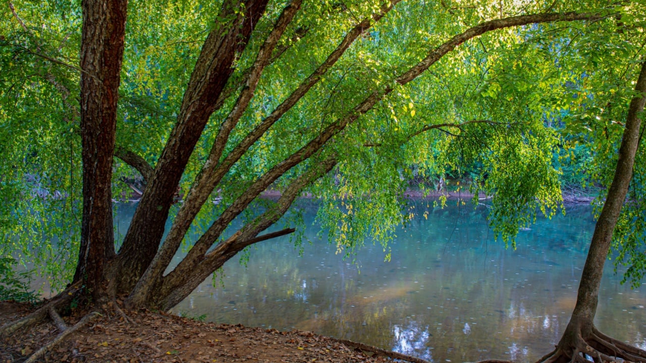 River birch (Betula nigra) arching over the Rivanna River in Riverview Park, Charlottesville, Virginia