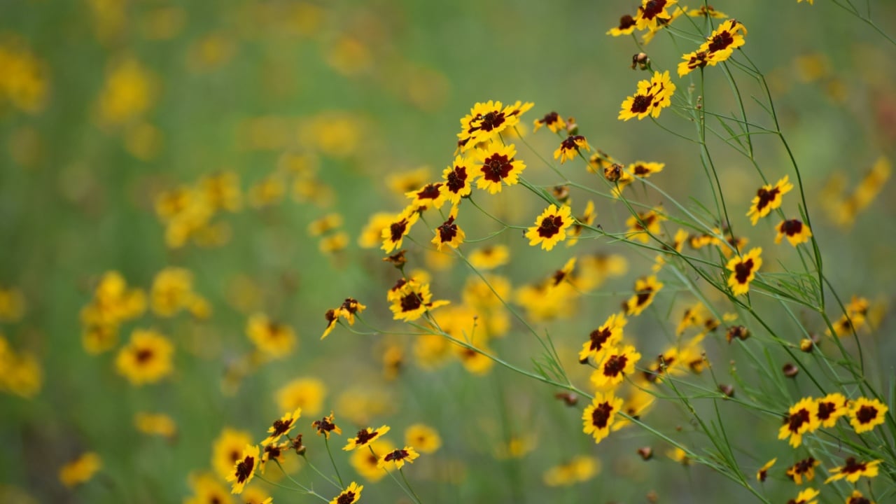 yellow flowers with dark centers- coreopsis spp. Texas Hill Country late spring