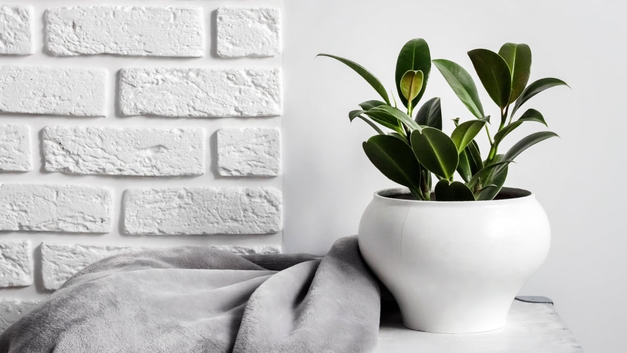 Young rubber plant (Ficus elastica) in white flower pot with gray soft fleece blanket near it. White wall with bricks on background