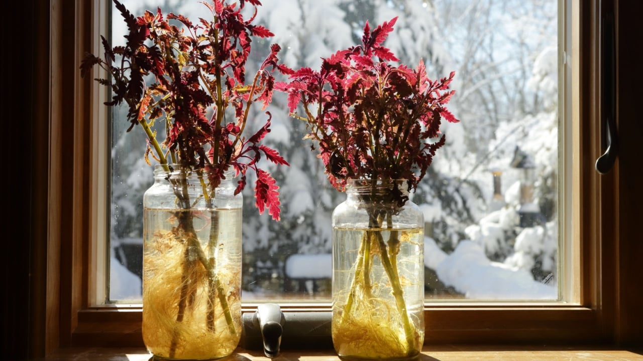 Coleus plant cuttings rooting in a jar of water on a sunny windowsill in winter with snow outside