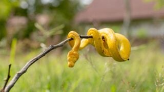 Yellow small snake on a green yard and wood branch