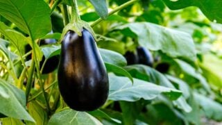 Eggplant plant growing in Community garden. Aubergine eggplant plants in plantation. Aubergine vegetables harvest. Eggplant fruit and green leaves