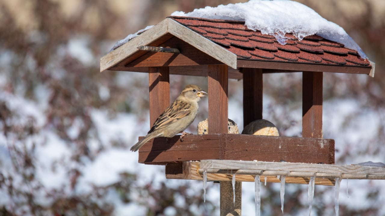 house sparrow, Passer domesticus, feeding in simple homemade wooden bird feeder, birdhouse installed on winter garden in snowy day