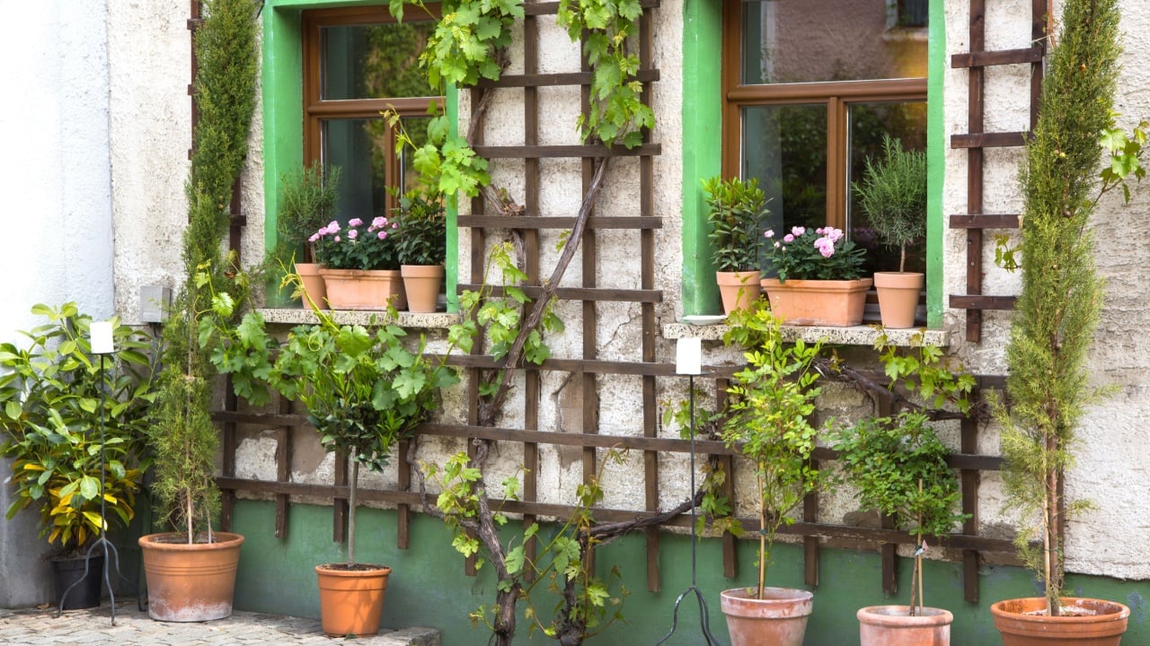Flowers in terracotta pots - garden before a house - entrance.