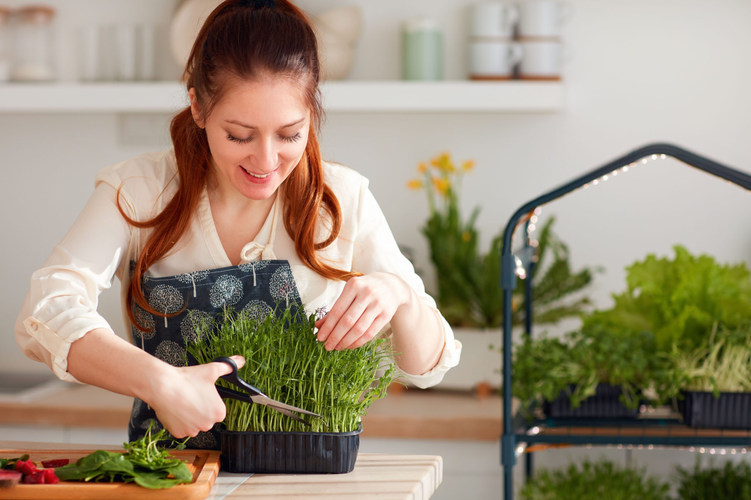 organic food growing, home kitchen gardening, healthy nutrition, microgreen sprouts greenhouse