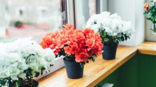 Red and white Indian azaleas on the windowsill. Home mini potted plants.