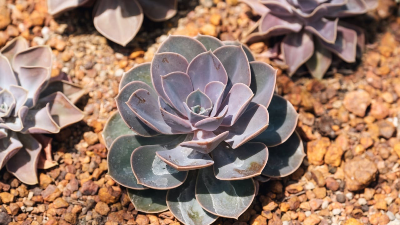 Closeup image of Echeveria Perle von Nurnberg in botanic garden