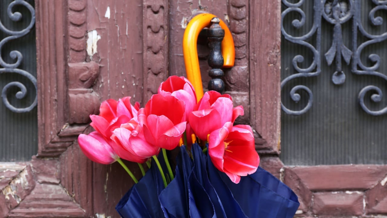 Beautiful tulips in umbrella on old wooden doors