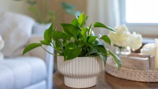 Healthy green houseplant on a table in a light and bright stylish living room