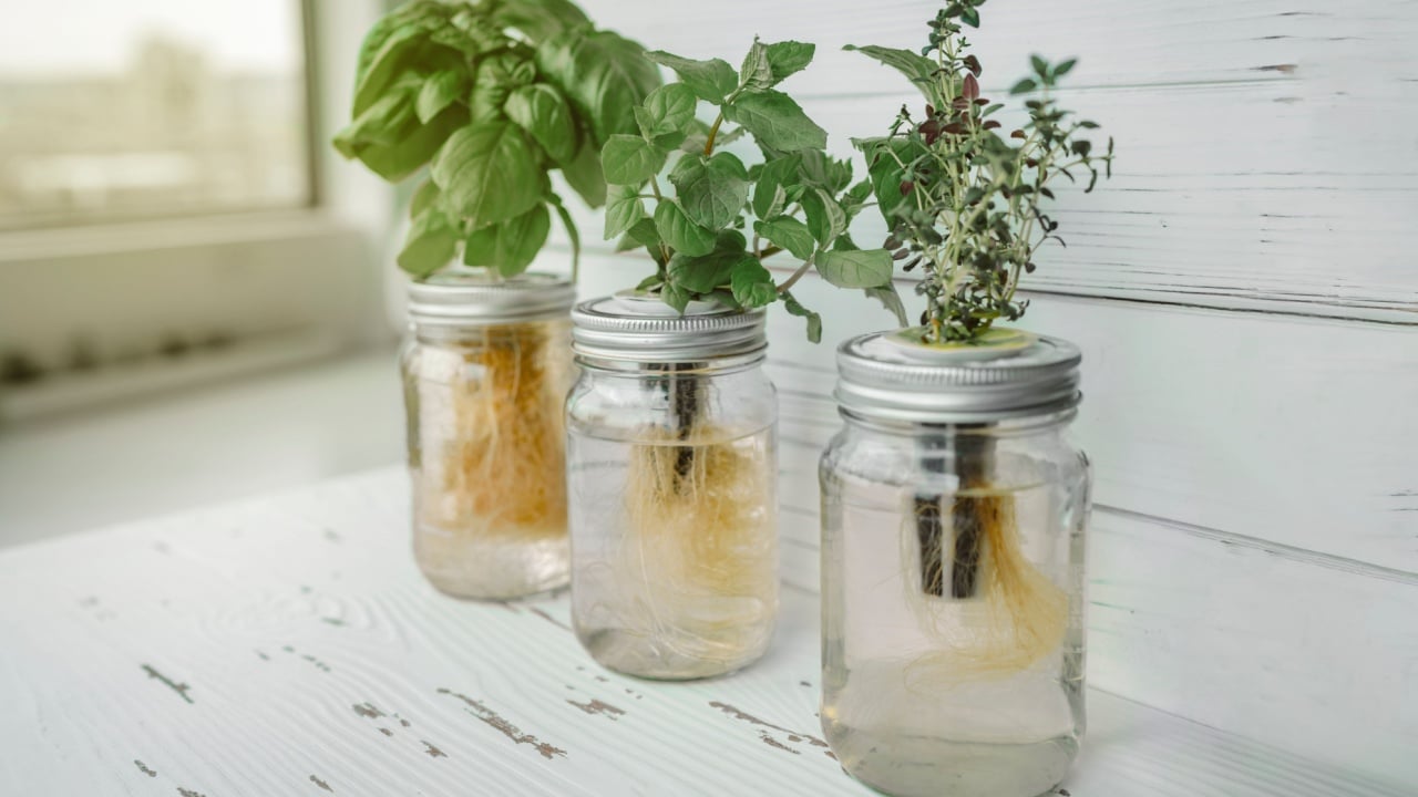 Hydroponics DIY gardening. Fresh herbs harvest at kitchen countertop by the window for sunlight. Genovese basil, mint, thyme in hydroponic kratky method jars.