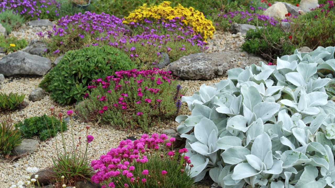 Garden rockery featuring gravel bed and plants of different colors